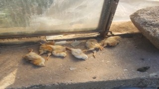 Ağıla giren hırsızlar 2 keçi ile 1 horoz ve 1 civcivli tavuk çaldı