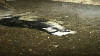 Ahıra giren sokak köpekleri 4 hayvanı telef etti, 15ini de yaraladı