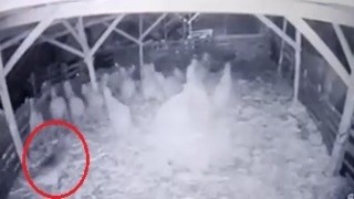 Ahıra girmeyi başaran kurt, koyunlara böyle saldırdı