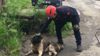 Akar borusuna sıkışan köpeği itfaiye ekipleri kurtardı