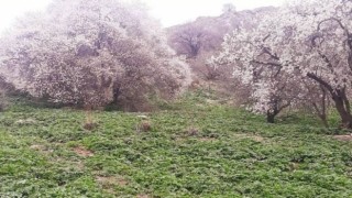 Akdamar Adasında badem ağaçları çiçek açtı