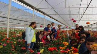 Aksuda Anaokulu öğrencileri çiçek hasadında