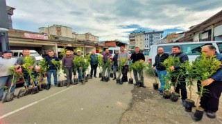 Altınorduda 2 yılda 341 bin fidan toprakla buluşturuldu