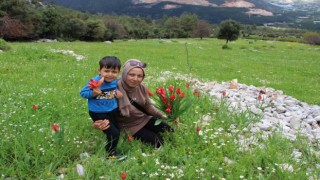 Antalyada Osmanlı laleleri görsel şölen oluşturdu