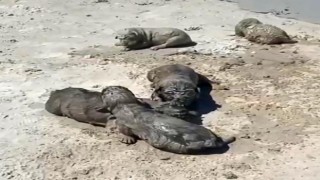 Antalyada yavru köpeklere beton atık suyu katliamı