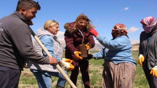 Antep fıstığı fidanları Elmalıda toprakla buluşturuldu