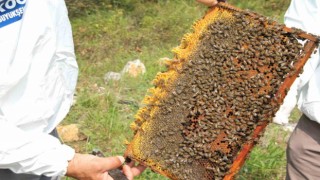 Arıcılara 55 ton arı yemi desteği