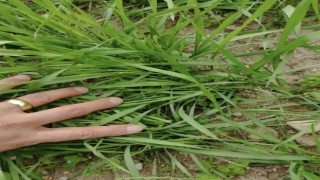 Arpa ve buğday çeşitlerinin gelişimleri kontrol edildi