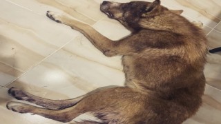 Av tüfeği ile vurulan köpeğin vücudunda 100den fazla saçma tespit edildi