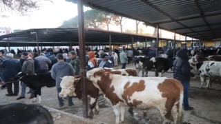 Aydında 50 gün aradan sonra hayvan pazarları açıldı