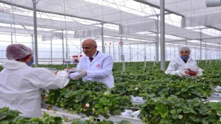 Bakan Kirişci, Denizlinin çilek ve domates seralarını inceledi
