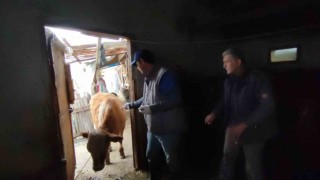Bartında şap hastalığının aşılamasında sona gelindi
