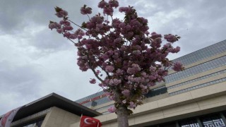 Başakşehir Şehir Hastanesinin sakuraları çiçek açtı