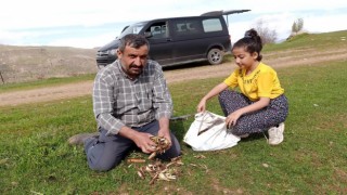 Batmanda ilkbaharın müjdecisi kenger bitkisi köylülerin geçim kaynağı oluyor
