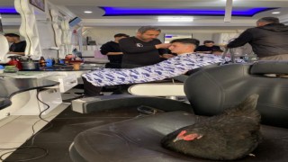 Berber koltuğuna yumurtlayan tavuklar görenleri hayrete düşürüyor