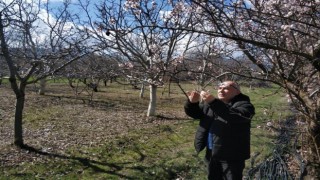 Beyşehirde ekili alanlar ve meyve bahçelerinde hastalık taraması
