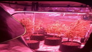 Bez elbise dolabına düzenek kurtararak uyuşturucu yetiştirmişler: 2 gözaltı