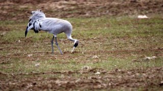 Birçok türküye konu olmuştu, Sivasta görüntülendi