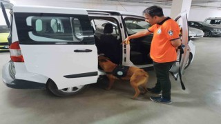 Bomba arama köpeği ‘Niobe göreve hazır