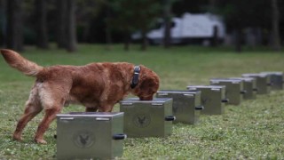 Bomba uzmanı köpeklerin nefes kesen eğitimi