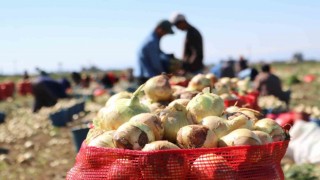 Bu yıl iki kat ekildi: Turfanda soğan hasadı başladı, fiyatı düşmeye başlayacak