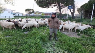 Burhaniyede bahar yağmurları çobanları sevindirdi