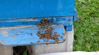 Bursada toplu arı ölümleri