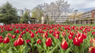 Büyükşehir, 3 milyon çiçek ile şehri çiçek bahçesine dönüştürecek
