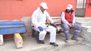 Büyükşehir Geçici Köpek Bakım Evi, depremzede hayvanlara ev sahipliği yapıyor