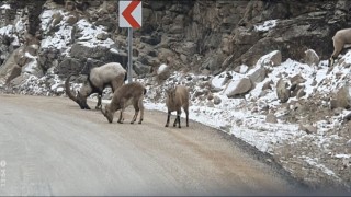 Buzlanmayı önlemek için yola dökülen tuzlar dağ keçilerine yaradı