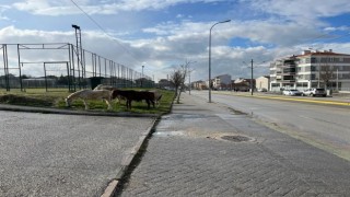 Cadde kenarındaki başıboş atlar trafiği tehlikeye soktu