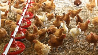 Cezaevinde üretilen yumurtalara yoğun ilgi