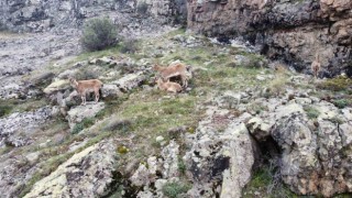 Dağların süsü yaban keçileri Gümüşhanede dronla görüntülendi