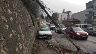 Devrilen ağaç iki araca zarar verdi