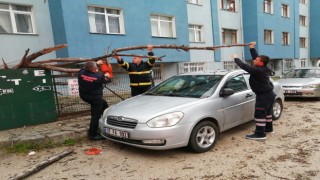 Devrilen ağaç park halindeki otomobilin üstüne düştü