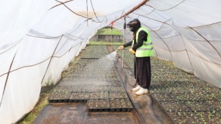 Diyarbakırda 2 milyon yazlık çiçeğin üretimi başladı