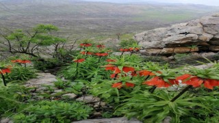 Diyarbakırda açan ‘Ters Laleler göz kamaştırdı