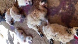 Diyarbakırda ağıla giren köpek sürüsü yaklaşık 40 koyunu telef etti