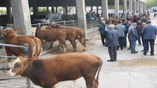 Diyarbakırda SAT-2 serotipine karşı 100 binin üzerinde hayvan aşılandı