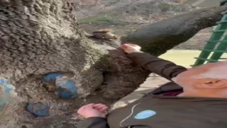 Doğa koruma görevlisi, yabani sincabı elleriyle besledi