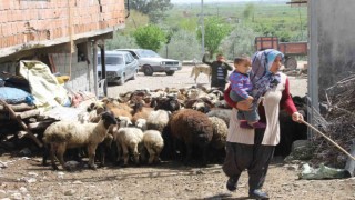 Dört çocuk annesi devletten aldığı destekle 230 koyunluk sürünün sahibi oldu
