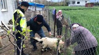 Düziçi'nde Kayıp koyunlar buğday tarlasında bulundu