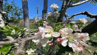 Eğirdirde elma ağaçları çiçek açtı