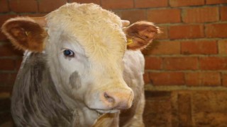 Elazığda hayvan hareket kısıtlaması kaldırıldı