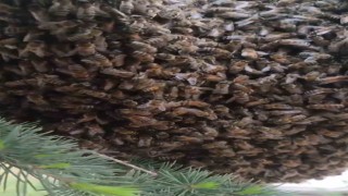 Elazığda oğul veren binlerce arı ilginç görüntü oluşturdu