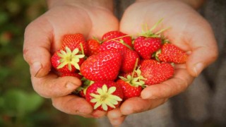 Elazığda örtü altı çileğin ilk hasadı gerçekleşti