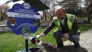 Elazığda sokak hayvanları unutulmadı
