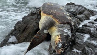 Erdekte Caretta Caretta kıyıya vurdu