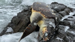 Erdekte Caretta Caretta kıyıya vurdu