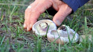 Erzincanda mantar sezonu başladı